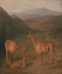 Vicuñas